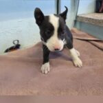 Tasha is a Terrier, Pit Bull.