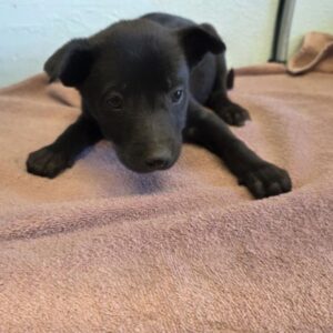 Stormy is a Terrier, Pit Bull.