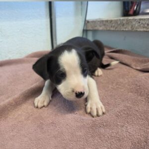 Ruby is a Terrier, Pit Bull.