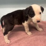 Buster is a Terrier, Pit Bull.