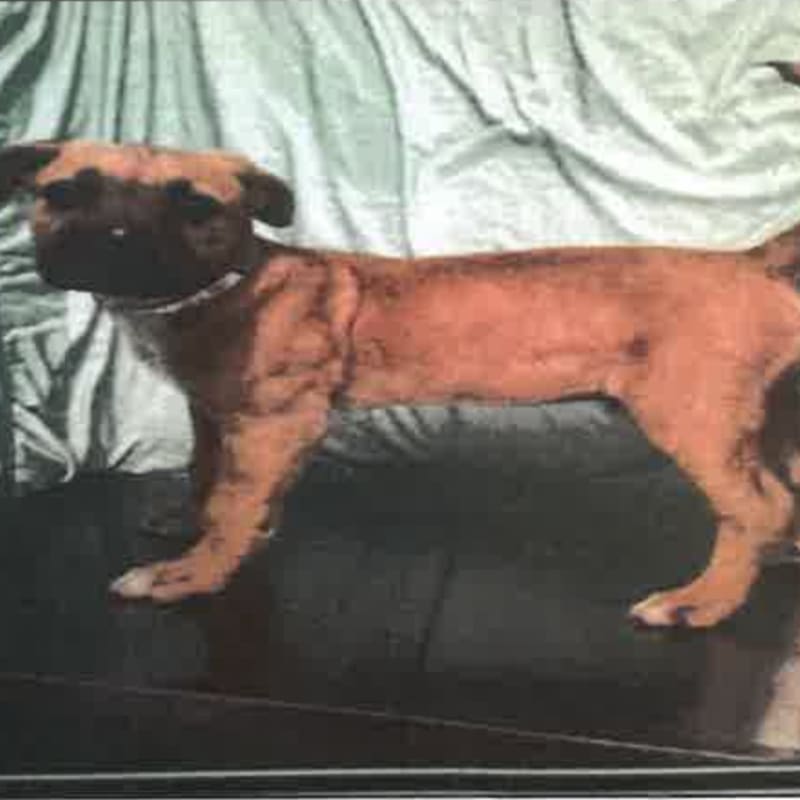 Storm is a Terrier, Pit Bull.