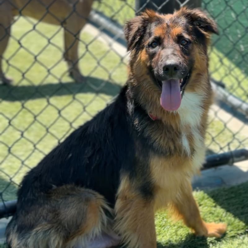 Amelia is a Shepherd, German.