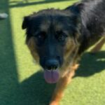 Amelia is a Shepherd, German.