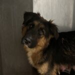 Amelia is a Shepherd, German.