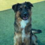 Amelia is a Shepherd, German.