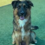 Amelia is a Shepherd, German.