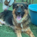 Amelia is a Shepherd, German.