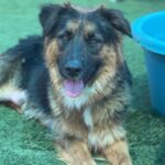 Amelia is a Shepherd, German.