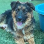 Amelia is a Shepherd, German.