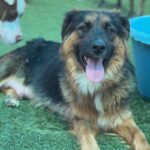 Amelia is a Shepherd, German.