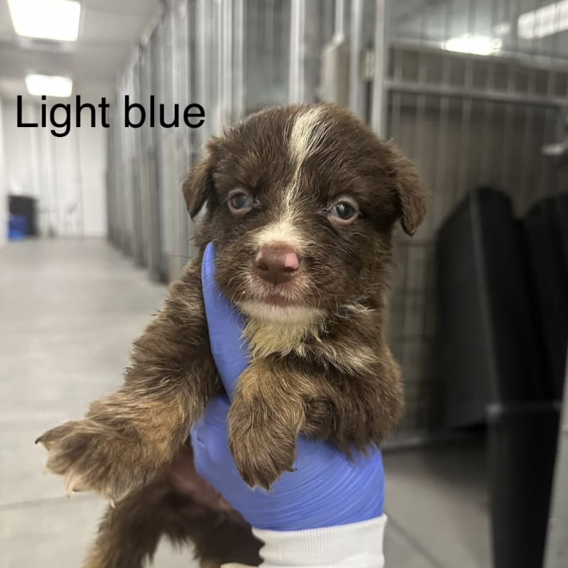 Axel A2262411 Light Blue is a Shepherd, German.