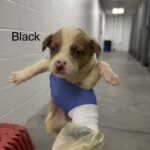 Alvin A2262412 Black is a Shepherd, German.