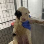 Archie A2262413 Yellow is a Shepherd, German.