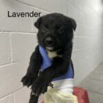 August A2262414 Lavender is a Shepherd, German.
