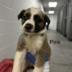 Amity A2262416 Pink is a Shepherd, German.