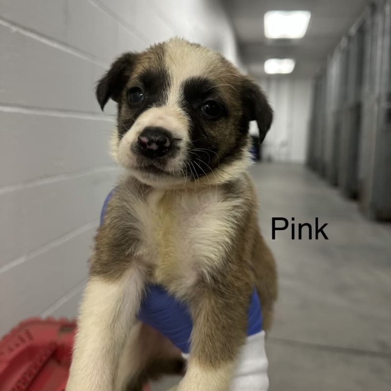 Amity A2262416 Pink is a Shepherd, German.