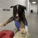 Aubery A2262417 White is a Shepherd, German.