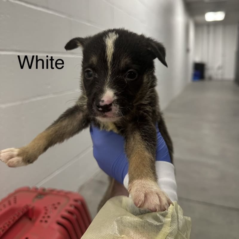 Aubery A2262417 White is a Shepherd, German.