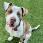 Pops is a Terrier, Pit Bull.