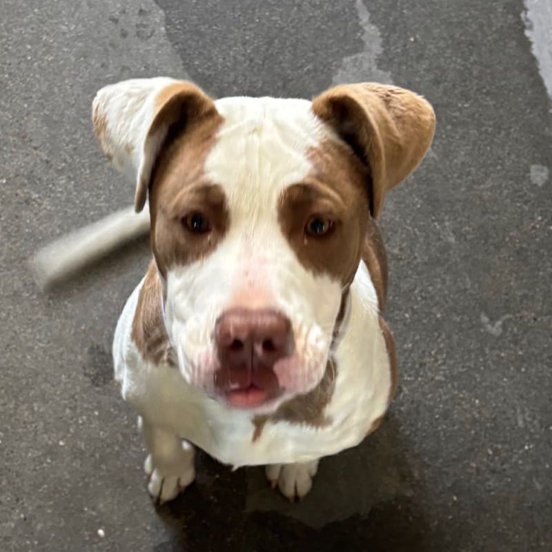 Pops is a Terrier, Pit Bull.