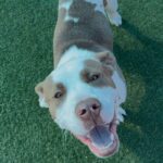 Pops is a Terrier, Pit Bull.