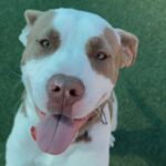 Pops is a Terrier, Pit Bull.