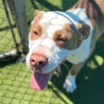 Pops is a Terrier, Pit Bull.