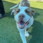 Pops is a Terrier, Pit Bull.