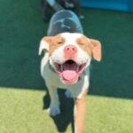 Pops is a Terrier, Pit Bull.