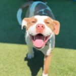 Pops is a Terrier, Pit Bull.