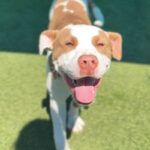 Pops is a Terrier, Pit Bull.