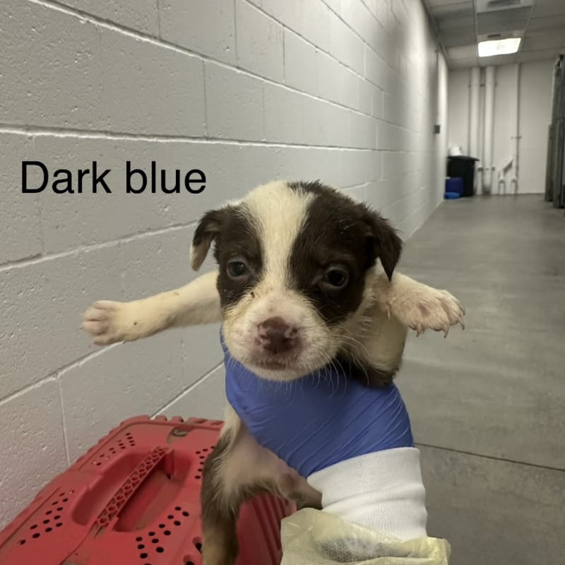 Avery A2262419 Dark Blue is a Shepherd, German.