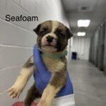 Amos A2262420 Seafoam is a Shepherd, German.