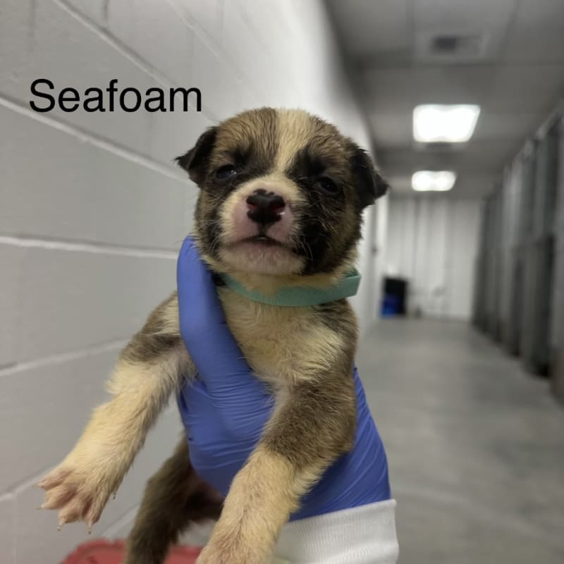 Amos A2262420 Seafoam is a Shepherd, German.