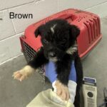 Avi A2262421 Brown is a Shepherd, German.