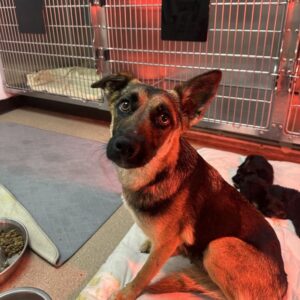 Nana is a Shepherd, German.