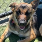 Nana is a Shepherd, German.