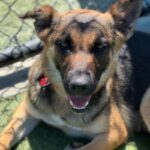 Nana is a Shepherd, German.