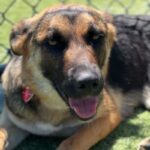 Nana is a Shepherd, German.