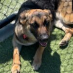 Nana is a Shepherd, German.