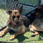 Nana is a Shepherd, German.