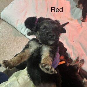 Nora A2262406 Red is a Shepherd, German.
