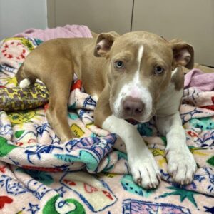 Steeler is a Terrier, Pit Bull.