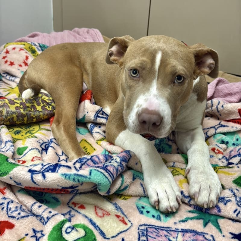 Steeler is a Terrier, Pit Bull.