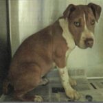 Steeler is a Terrier, Pit Bull.