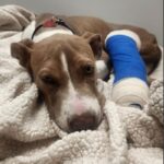 Steeler is a Terrier, Pit Bull.