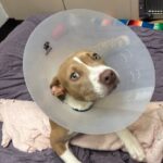 Steeler is a Terrier, Pit Bull.