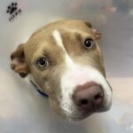 Steeler is a Terrier, Pit Bull.