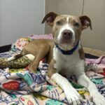 Steeler is a Terrier, Pit Bull.