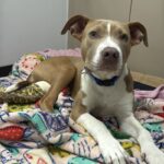 Steeler is a Terrier, Pit Bull.